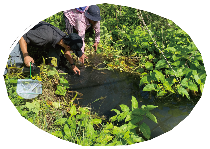 營造適合菊池式細鯽棲地環境