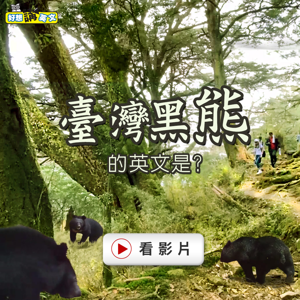 臺灣黑熊的英文是?